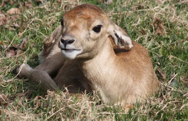 Nachwuchs bei den Hirschziegenantilopen 