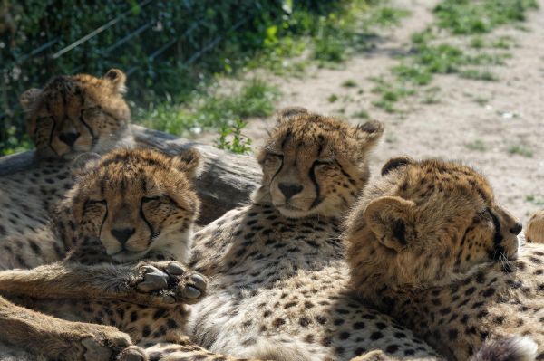Jungtiere im Opel-Zoo