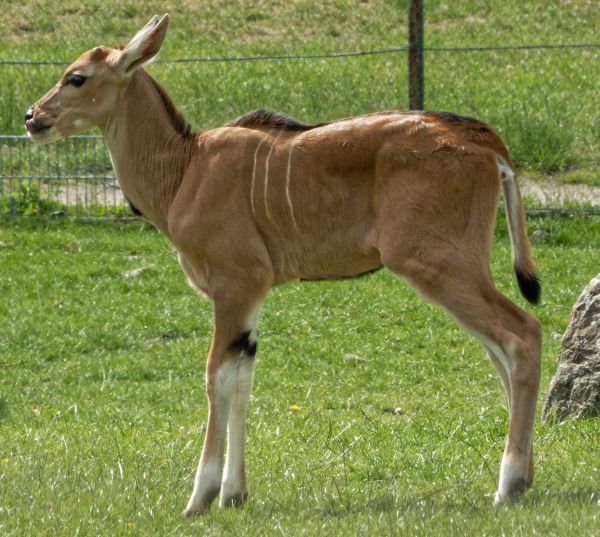 Führungen für Kleingruppen im Opel-Zoo nun wieder möglich