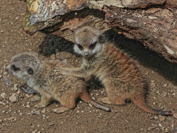 Neu im Opel-Zoo: Rallye zur Biologischen Vielfalt