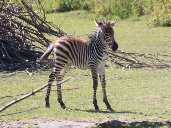 Sommerferien im Opel-Zoo