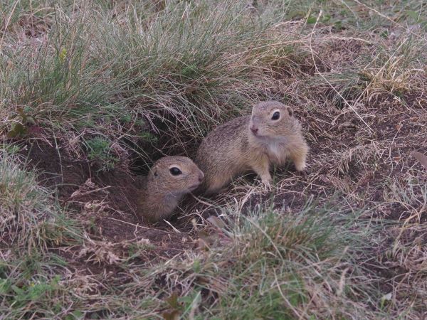 Erneut Auswilderung von Europäischen Zieseln aus dem Opel-Zoo