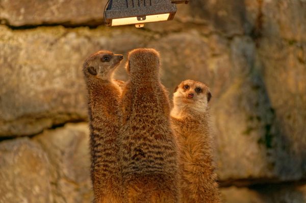 Herbstfeeling im Opel-Zoo