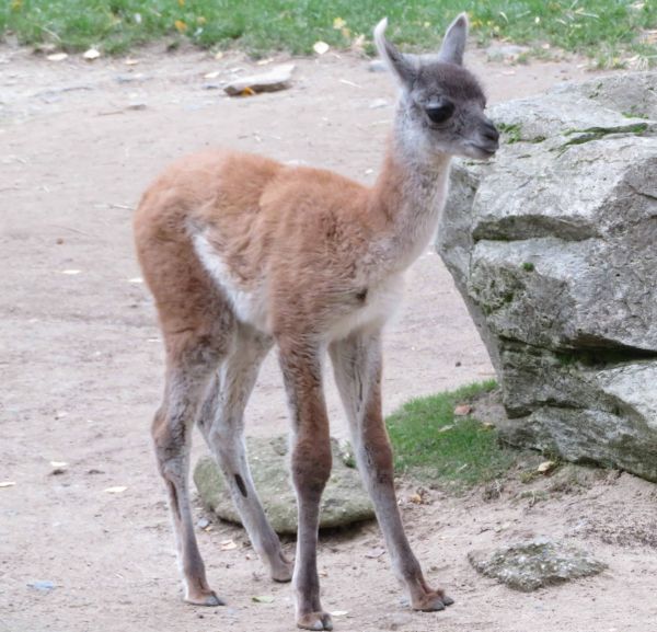 Guanakogeburt im Opel-Zoo