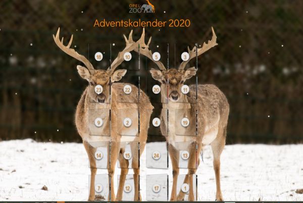 Neu: Adventskalender