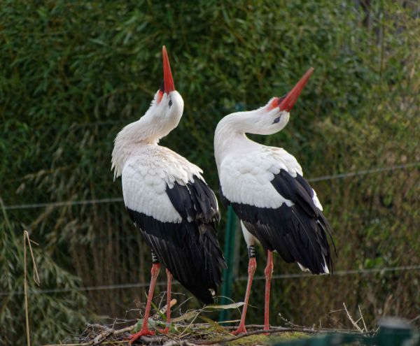Opel-Zoo öffnet wieder am 8. März 2021