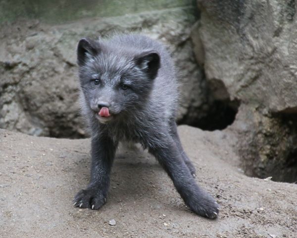 Jungtiere im Opel-Zoo