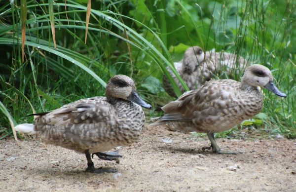 Alle meine Entchen...