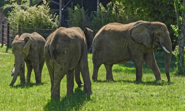 Kostenfreie, öffentliche Führungen im Opel-Zoo