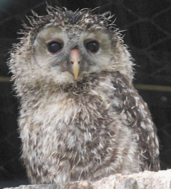 Auswilderung von 3 Habichtskäuzen