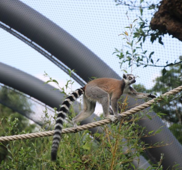 Kostenfreie Führungen in die Madagaskar-Voliere nun buchbar