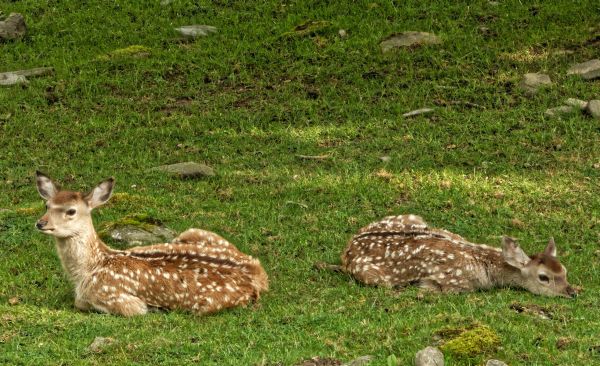 Sommerliche Kinderstube im Opel-Zoo