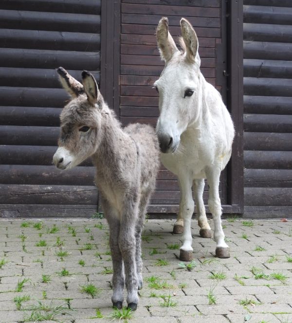 Esel Tayo im Streichelzoo geboren