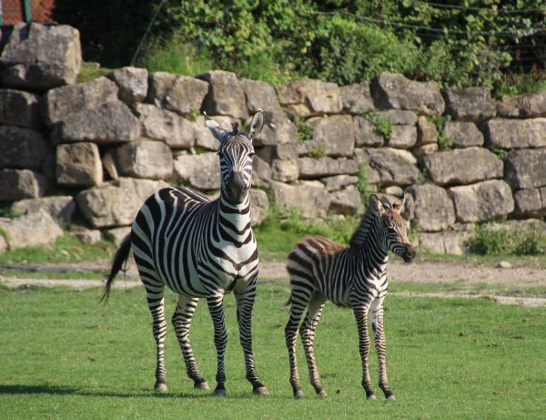 Saftig grünes Gras für Böhmzebra-Fohlen Bakari