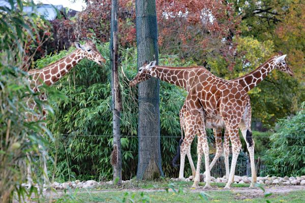 Hoher Besuch im Opel-Zoo