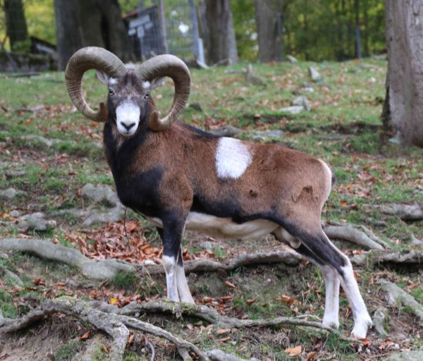 Öffentliche Führung