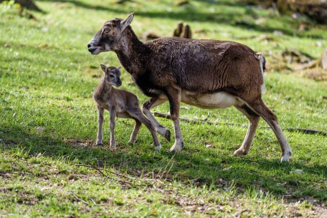 Jungtiere im Opel-Zoo
