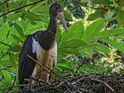 Erstmals Nachwuchs bei den Schwarzstörchen
