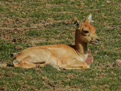 Nachwuchs im Spätsommer