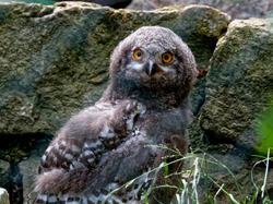 Gefiederter Nachwuchs