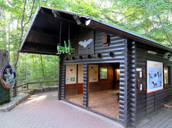 Von Vögeln, Fledermäusen und Insekten