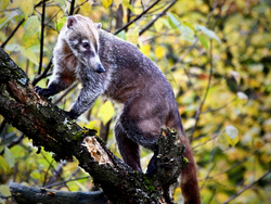 Wechsel bei den 'Langnasen':