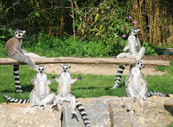 Jahres-Pressekonferenz im Opel-Zoo