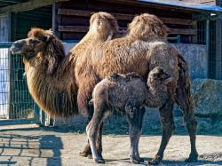 Die ersten Jungtiere sind da!