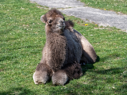 Radklassiker Eschborn-Frankfurt am 1. Mai: