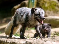 Nachwuchs bei den Eisfüchsen