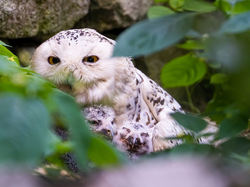 geflügelter Nachwuchs