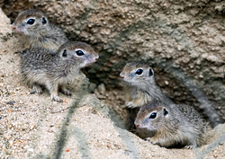 Elf Schnauzen und viele Pfoten