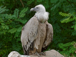 Sommerferien im Opel-Zoo