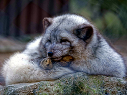 Was machen Tiere gegen kalte Füße?