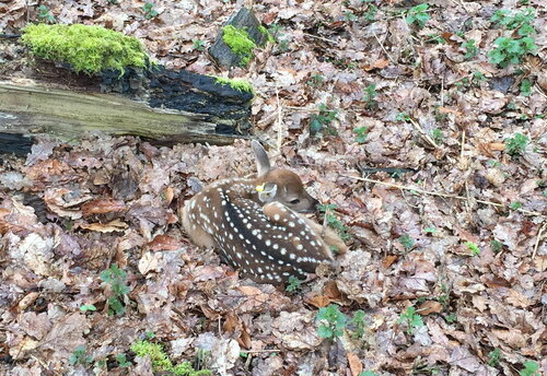 Nachwuchs bei den Vietnam-Sikahirschen im Opel-Zoo