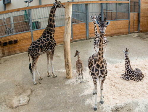 Öffentliche Führungen im Februar im Opel-Zoo