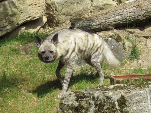 Zoologische Rarität: