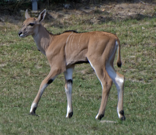 Herbstferien im Opel-Zoo