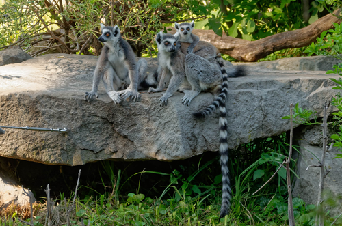 Opel-Zoo und Förderverein auf dem Kronberger Weihnachtsmarkt: