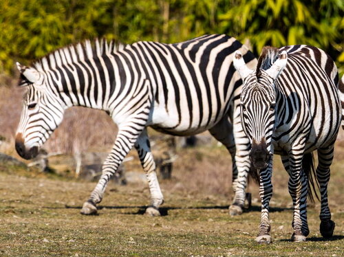 Räuber und Beute - Wettrüsten im Tierreich