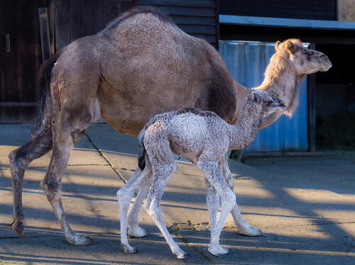 Dromedar-Nachwuchs im Opel-Zoo