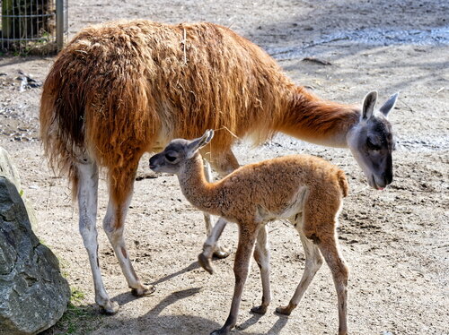 Nachwuchs bei den Guanakos