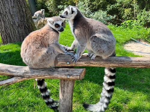 Katta-w-ad-2022.-05.04. JPG (3).jpg