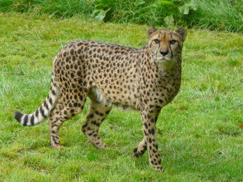 Gepard Obelix - Kopie.jpg