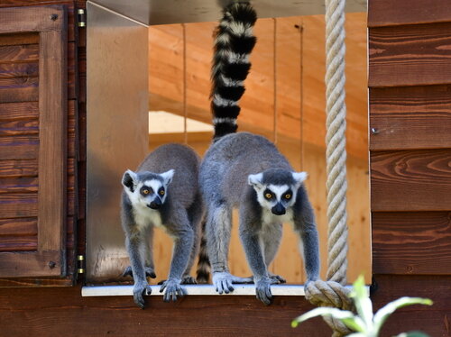 Katta-ad-2021-06-16 (1).jpg