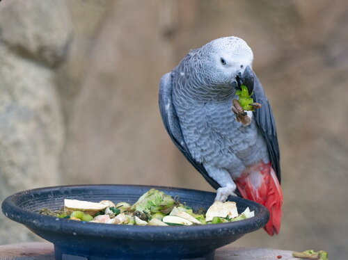 Graupapagei-2022-12-13-GW. 500.jpg