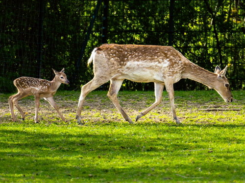 Nachwuchs bei den Mesopotamischen Damhirschen