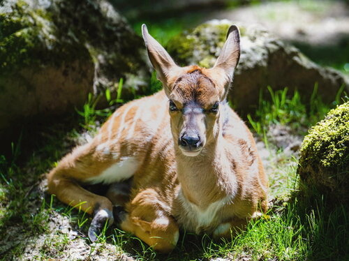 Tierkinderstube im Opel-Zoo