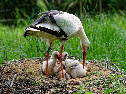 Geflügelter Nachwuchs