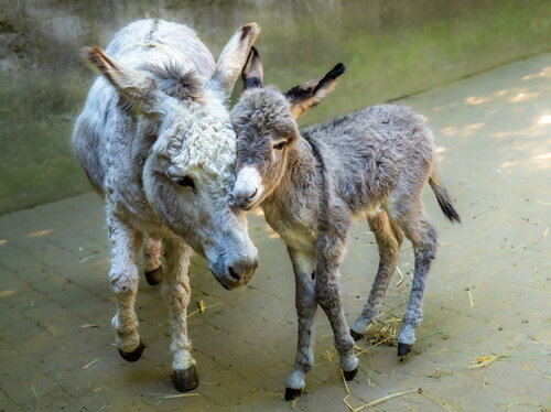 Viel Nachwuchs im Opel-Zoo